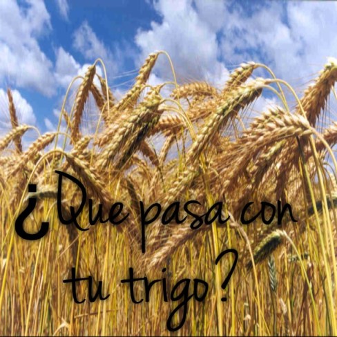 trigo